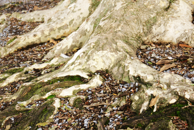 Roots, par Xavier E. G. Dierick